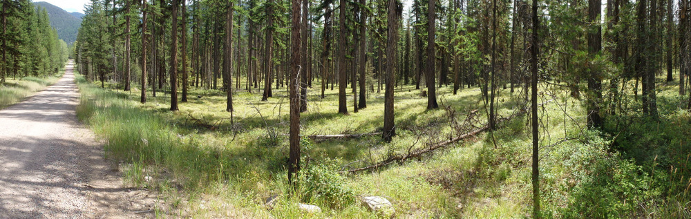 GDMBR: This forest area has been thinned out and it looks great.